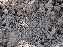 Зеленое золото для фермеров и дачников выращивать просто и полезно!