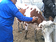 В челябинском селе введен карантин по дерматиту крупного рогатого скота
