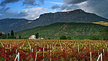 Комитет Госдумы поддержал проект о субсидиях виноградарям и виноделам