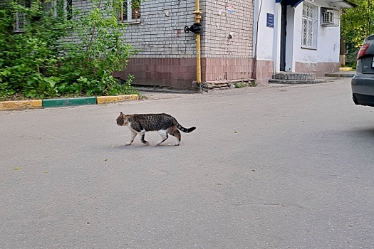 В Мурманске кот спровоцировал ДТП и скрылся