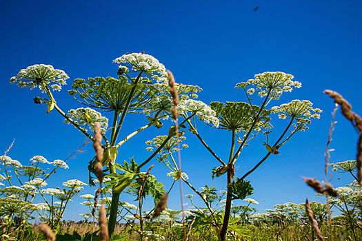 ПНИПУ: самые опасные растения России могут убить даже без прикосновения