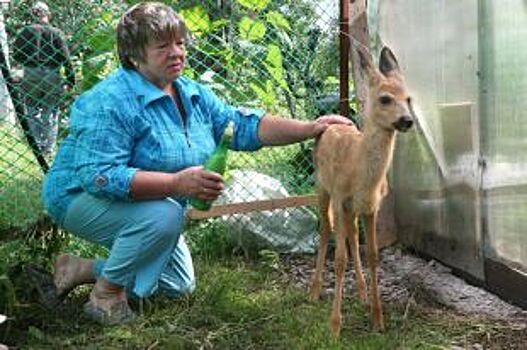 Жительница Челябинска выкармливает косулёнка, который чуть не умер в лесу