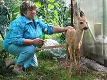 Жительница Челябинска выкармливает косулёнка, который чуть не умер в лесу