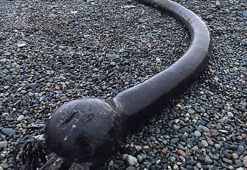 На Чукотке появились гигантские "морские змеи" из США