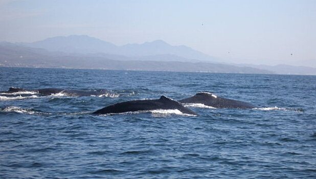 Сотни китов выбросились на берег в Чили