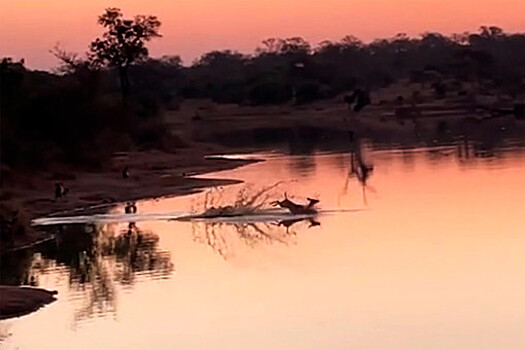 Спасение антилопы от стаи гиен, полчища крокодилов и стада бегемотов попало на видео