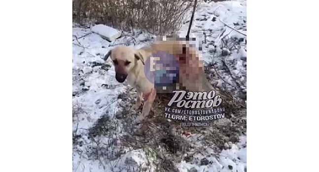 &laquo;Как таких людей земля носит&raquo;: в Батайске живодер проткнул собаку железным прутом