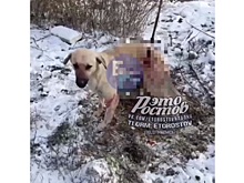 &laquo;Как таких людей земля носит&raquo;: в Батайске живодер проткнул собаку железным прутом