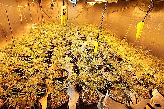 Кнессет принял закон об экспорте медицинской марихуаны
