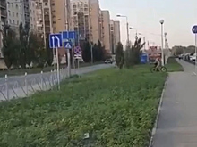 Необычная трава на одной из улиц Москвы вызвала споры в сети