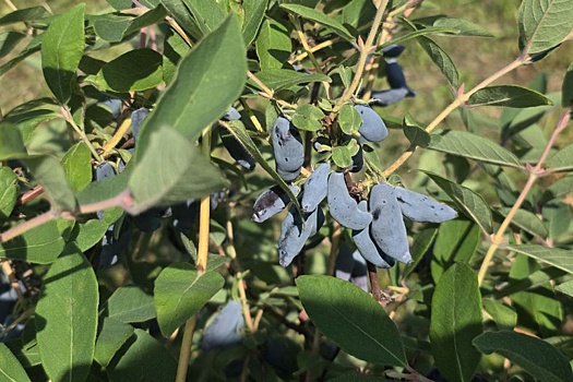 Томские ученые обнаружили в жимолости воздействующие на метастазы соединения