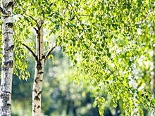 Плакала берёза, плакали с ней люди. Деревья расцветают, аллергикам – приготовиться!