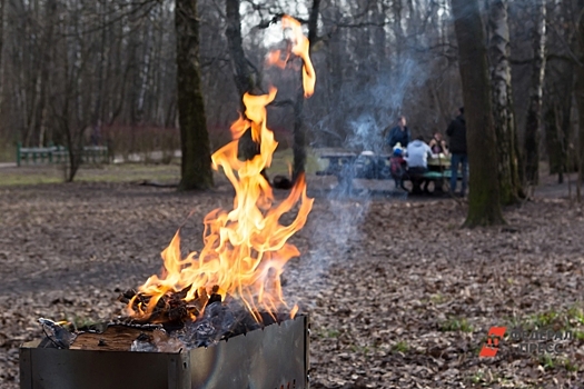 Можно ли жарить в лесу шашлыки и что делать, если начался пожар