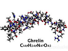 Запоминать эффективнее на голодный желудок