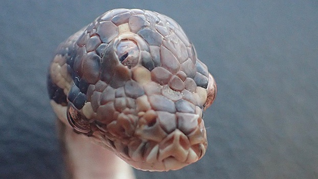Трехглазую змею обнаружили в Австралии