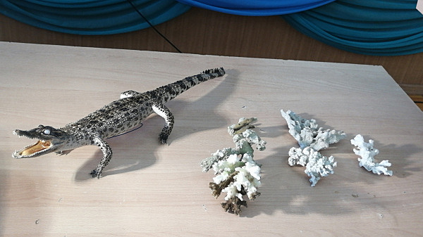 В Самаре детскому центру передали чучело крокодила и редкие кораллы