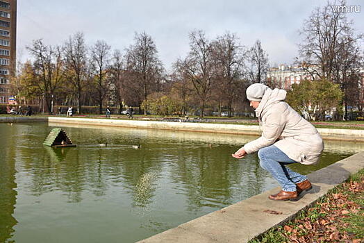 Парящие над городом: как москвичи могут помочь птицам зимой