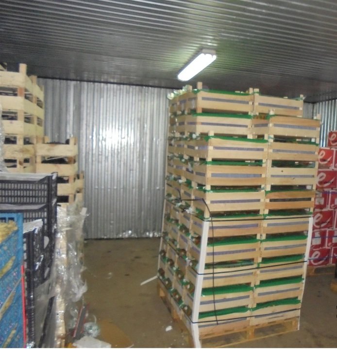 В Кировскую область завезли полторы тонны киви с тутовой щитовкой