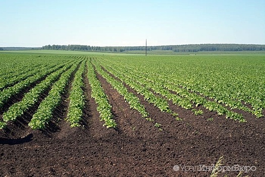 Аграрии Южного Урала получат 554 миллиона рублей