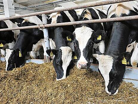 В регионе с помощью господдержки будет создано еще более 30 хозяйств