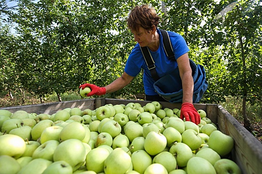 В Черноземье дефицит рабочих рук осложняет уборку урожая яблок