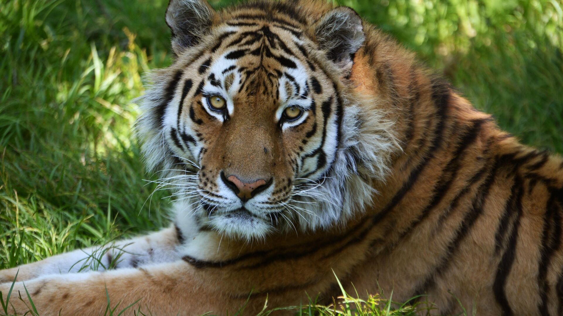 Россиянка попала в больницу после нападения амурского тигра