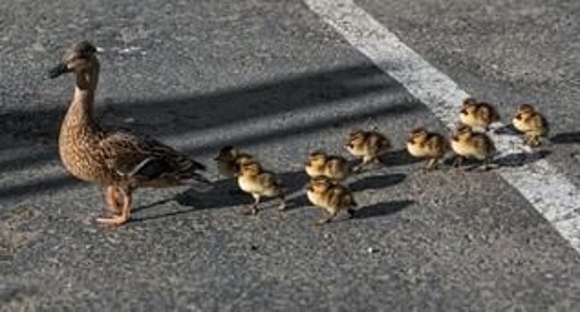 Пудожские автоинспекторы помогли уткам перейти дорогу