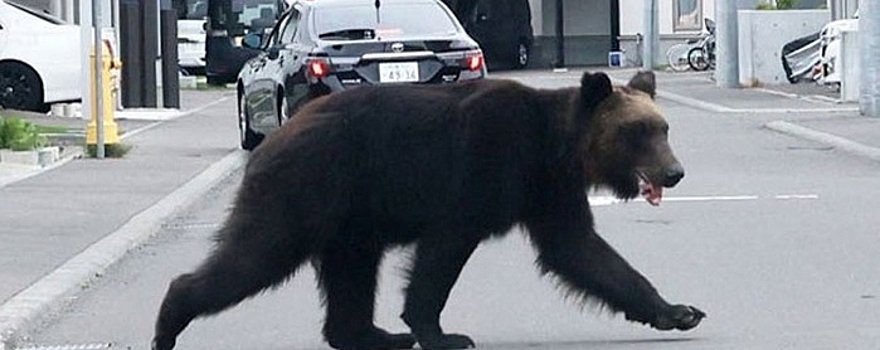 В Японии медведи стали чаще нападать на людей, пострадали шесть человек