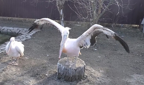 В Волгограде ведущий федерального канала отбивался от голодного пеликана