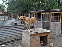 Подари надежду: в Самаре проходит акция "Лучший друг"