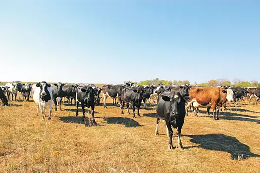 Молочный план: как в Новом Сарбае развивают животноводство