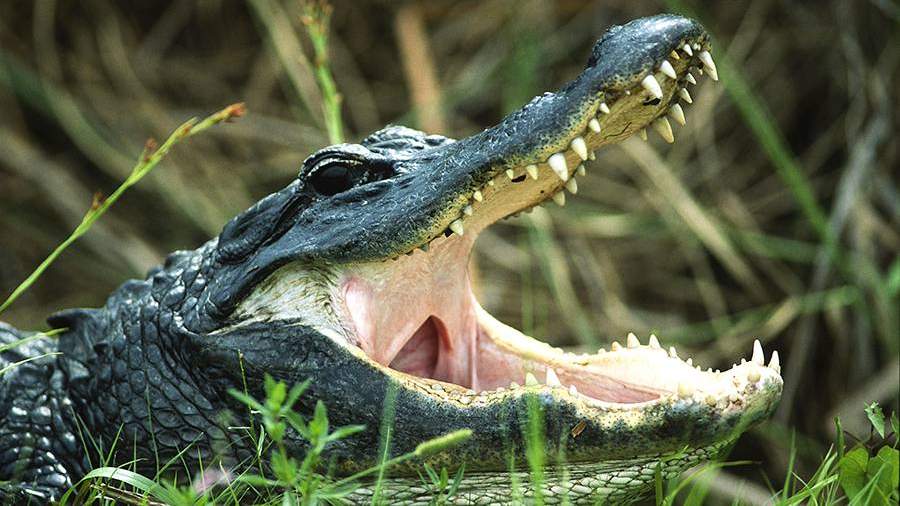 Мужчина похитил и скормил ребенка сожительницы аллигаторам в США