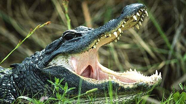 Мужчина похитил и скормил ребенка сожительницы аллигаторам в США