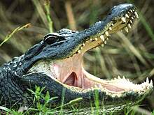 Мужчина похитил и скормил ребенка сожительницы аллигаторам в США