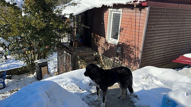 Хаски, содравшие лицо ребенку, держали в страхе весь поселок в Сочи