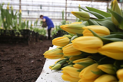 Около 5 млн тюльпанов вырастили в теплицах Москвы к 8 Марта