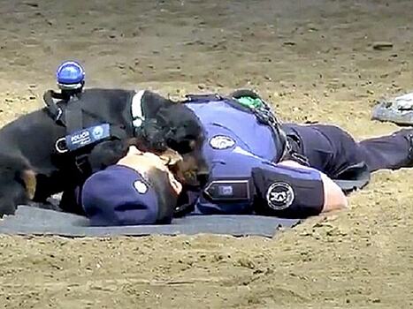 В Испании полицейских собак учат делать искусственное дыхание