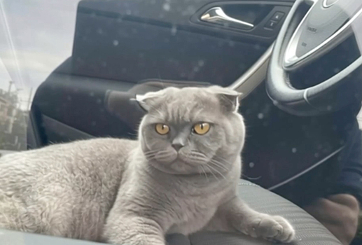 Москвича оштрафовали за хомяка в автомобиле