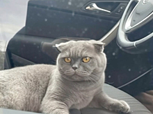 Москвича оштрафовали за хомяка в автомобиле