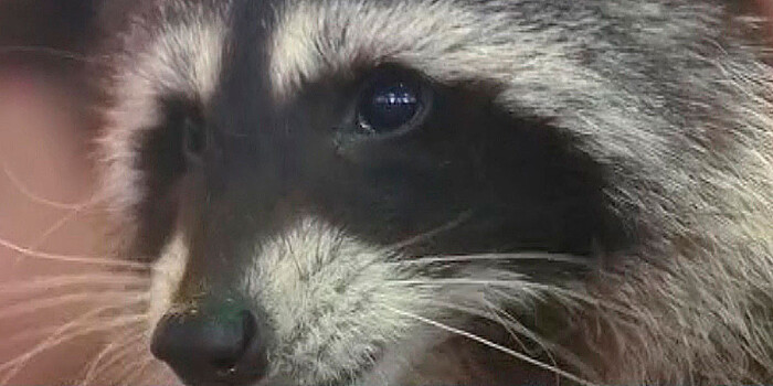 Хозяйственный енот Витя из Челябинска стал звездой интернета