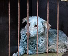 Фото синей собаки из Дзержинска вошло в подборку лучших снимков животных агентства «Рейтер»