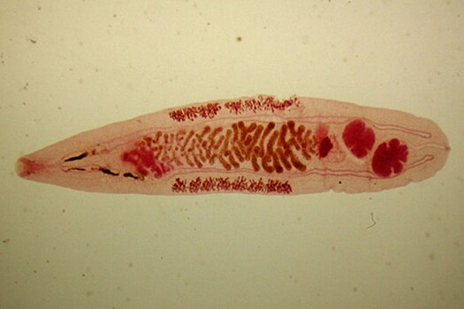 Учёные расшифровали геном опасного паразита-сосальщика