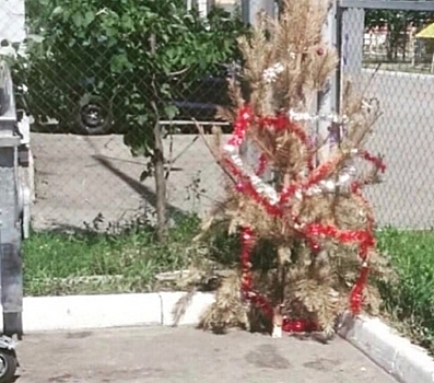 “Очередной слабак”: Челябинец выбросил новогоднюю ёлку в середине июля