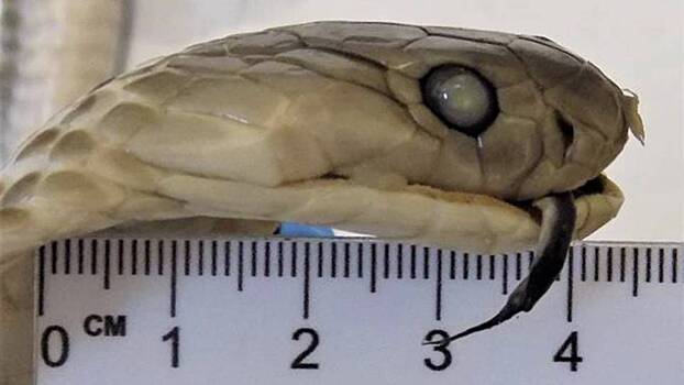 Россиянка попыталась провезти к новогоднему столу «змеиное вино» из Вьетнама