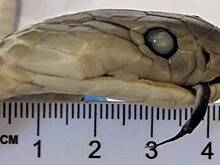 Россиянка попыталась провезти к новогоднему столу «змеиное вино» из Вьетнама