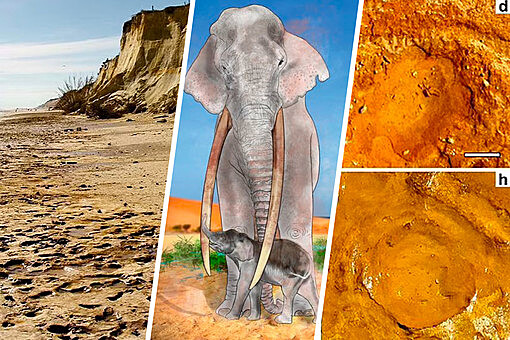 В Испании найдены ясли доисторических слонов