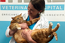 Техасский кот по кличке Тощий похудел на 10 килограммов