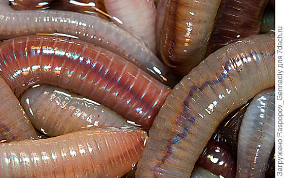 Дождевые черви, калифорнийские черви: нужны ли они на наших грядках?