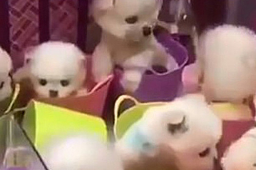 Живые щенята в автомате с игрушками взбесили пользователей соцсетей