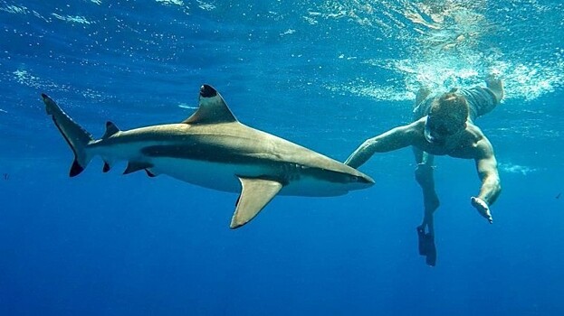 Огромная акула чуть не погубила рыбака в Приморье